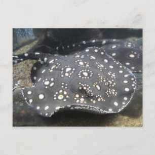 Fluss Stingray # 15 Postkarte