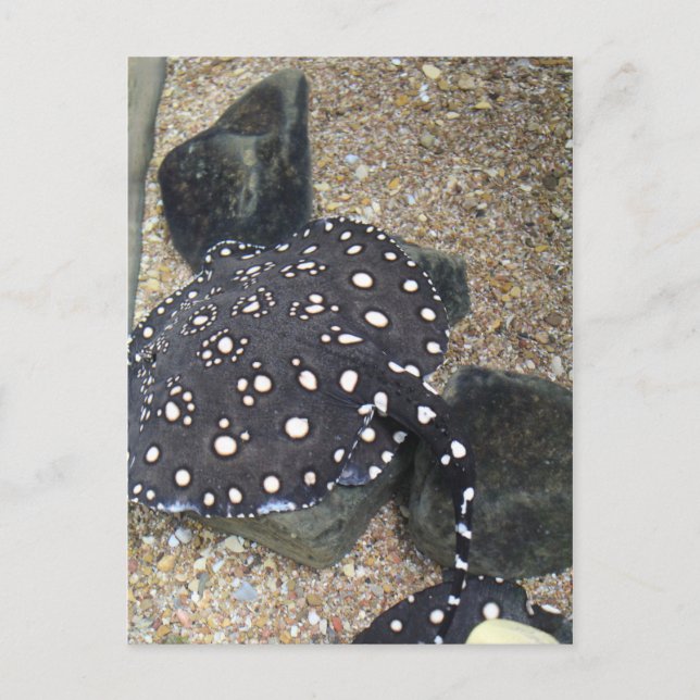 Fluss Stingray # 3 Postkarte (Vorderseite)