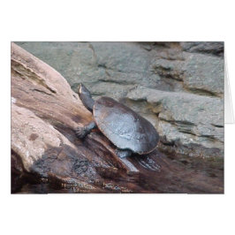 Fluss Turtle