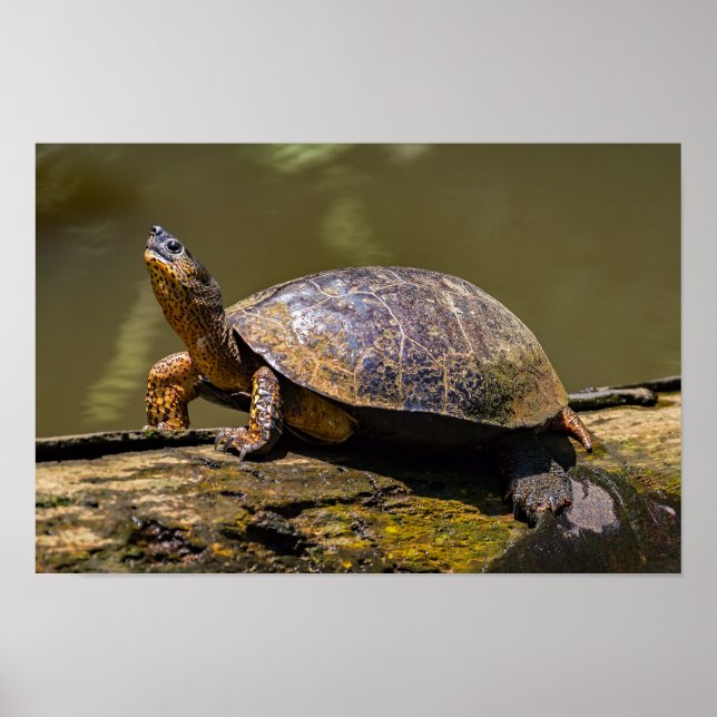 Fluss Turtle bei Tortuguero - Costa Rica Poster (Vorne)