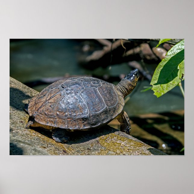 Fluss Turtle bei Tortuguero - Costa Rica Poster (Vorne)