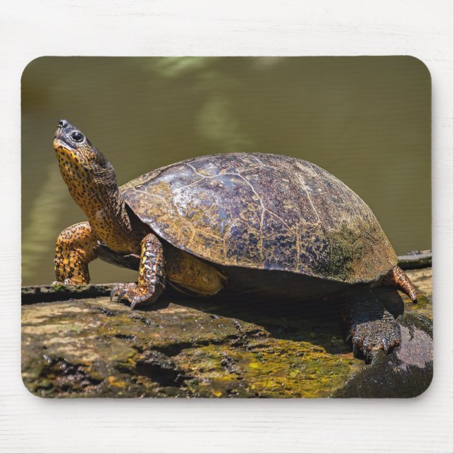 Fluss Turtle in Tortuguero - Costa Rica Mousepad (Vorne)