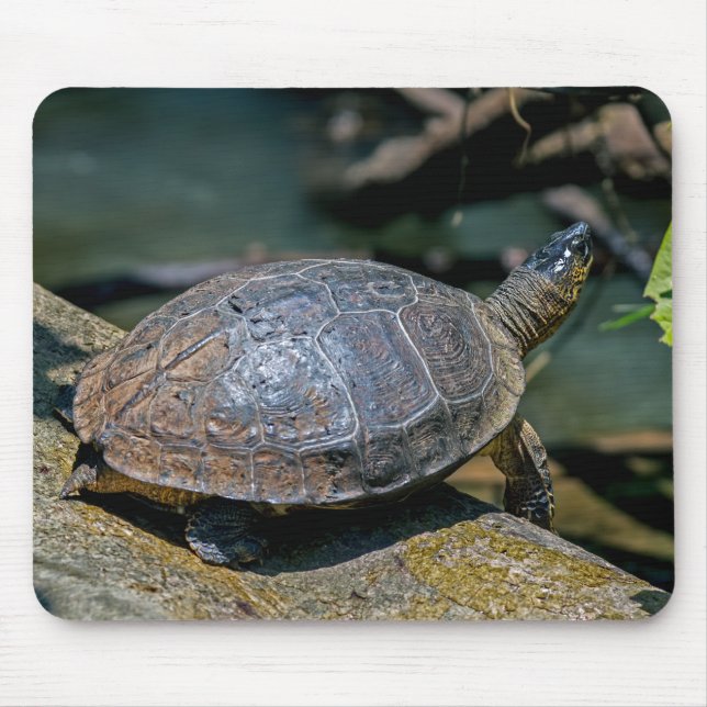 Fluss Turtle in Tortuguero - Costa Rica Mousepad (Vorne)
