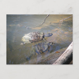 Fluss Turtles Postcard Postkarte