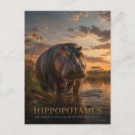 Flusspferd Afrikanischer Fluss TIERE Postkarte