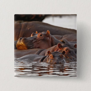 Flusspferd, Hippopotamus amphibius, See Button