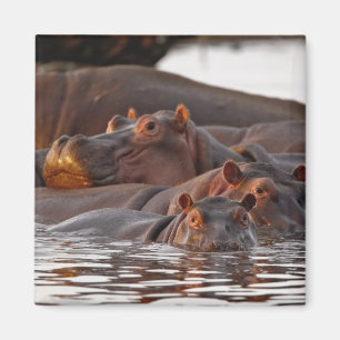Flusspferd, Hippopotamus amphibius, See Magnet