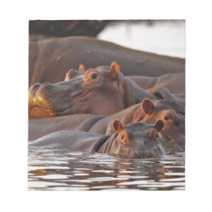 Flusspferd, Hippopotamus amphibius, See Notizblock