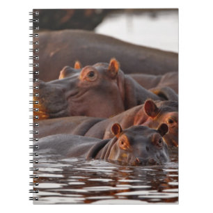 Flusspferd, Hippopotamus amphibius, See Notizblock