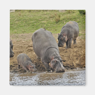 Flusspferd, Hippopotamus amphibius, Serengeti Magnet