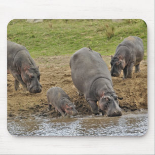 Flusspferd, Hippopotamus amphibius, Serengeti Mousepad