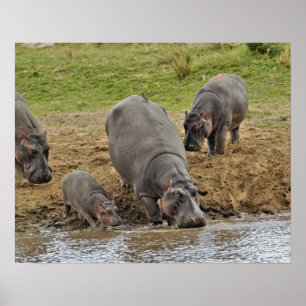 Flusspferd, Hippopotamus amphibius, Serengeti Poster