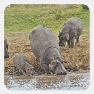 Flusspferd, Hippopotamus amphibius, Serengeti Quadratischer Aufkleber