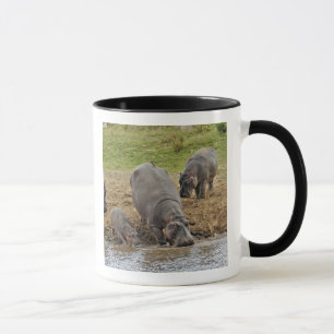 Flusspferd, Hippopotamus amphibius, Serengeti Tasse