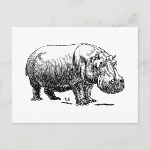 Flusspferd Postkarte