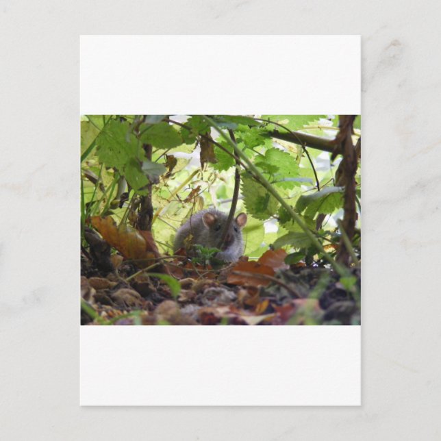 Flussrat Postkarte (Vorderseite)