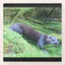 Flussufer Otter Friedliches Wasser Tier Szene Natu