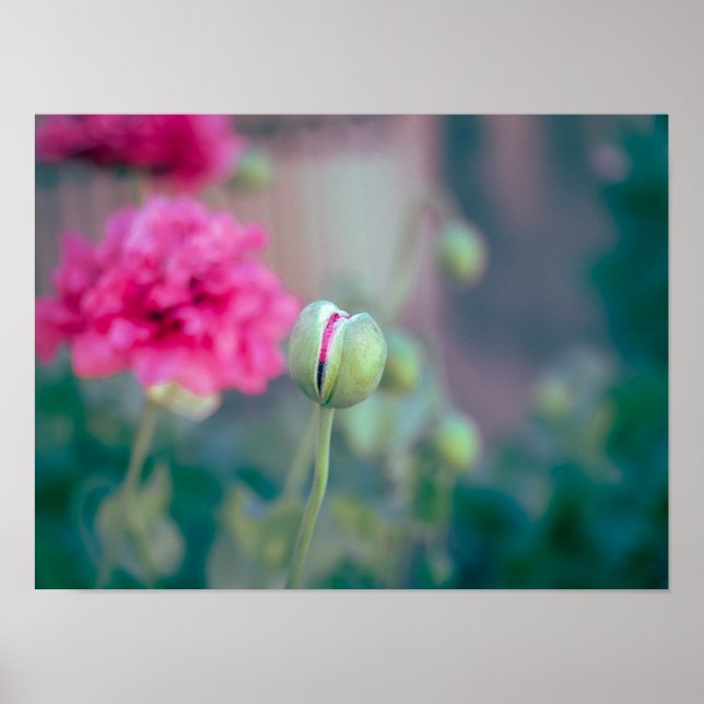 Flüstern von Karmesin: Die erwachende Mohnblume Poster (Vorne)