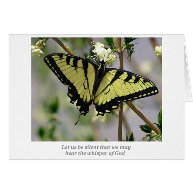 Flüsternschmetterling (Vorderseite (Horizontal))