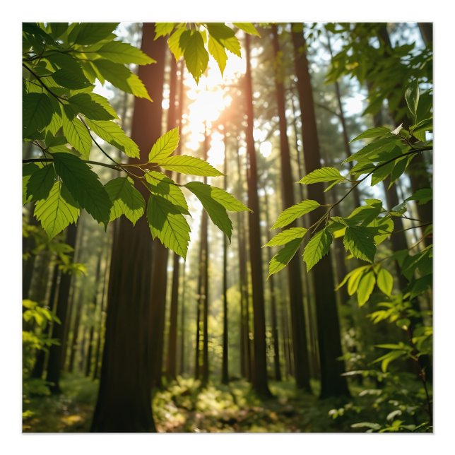 Flüsterwald Fotodruck (Vorne)