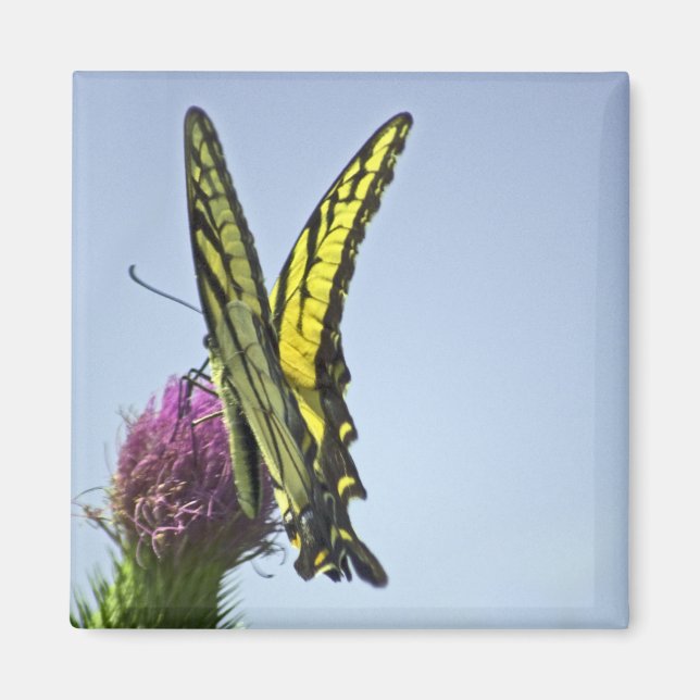 Flutter Magnet (Vorne)