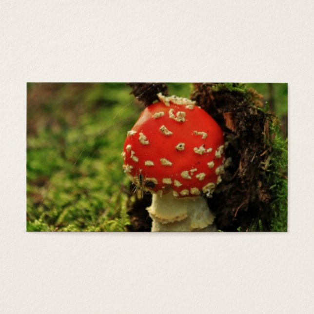 Fly Agaric (Vorderseite)