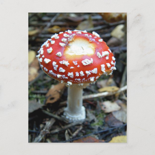 Fly Agaric {Amanita muscaria} Postkarte (Vorderseite)