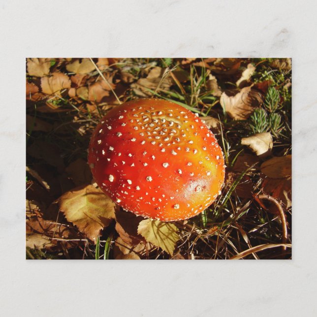 Fly Agaric Mushroom Postcard Postkarte (Vorderseite)