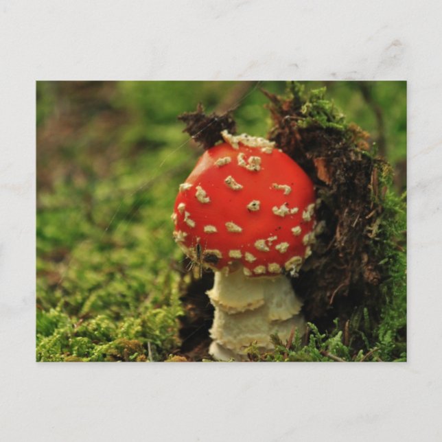 Fly Agaric Postkarte (Vorderseite)