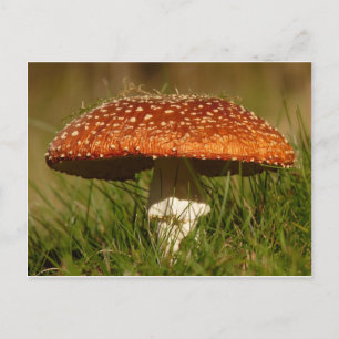 Fly Argaric Mushroom Postkarte