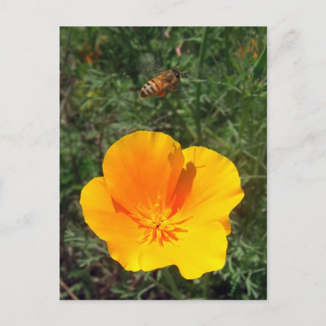Fly Away Bee Postcard Postkarte (Vorderseite)