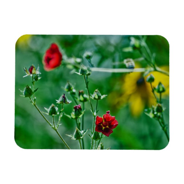 Fly-By im Garten Magnet (Horizontal)
