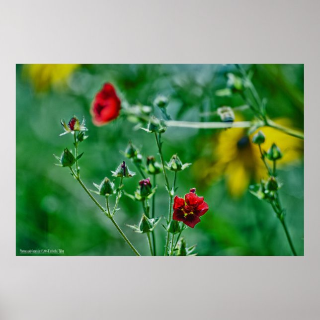 Fly-By im Garten Poster (Vorne)