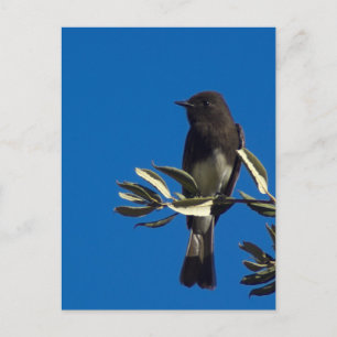 Fly Catcher Postkarte