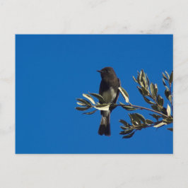 Fly Catcher Postkarte