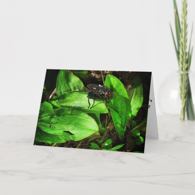 "Fly" Get Well Card Karte (Vorderseite)