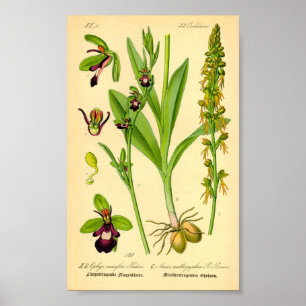 Fly Orchid (Ophrys insectifera) Poster