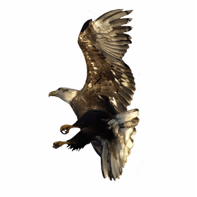 FLYBALD EGELN FOTOSKULPTUR MAGNET (Vorne)