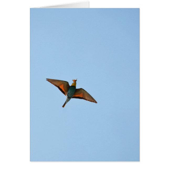Flycatcher (Vorne)