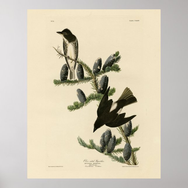 Flycatcher, Audubons Vögel von Amerika Poster (Vorne)