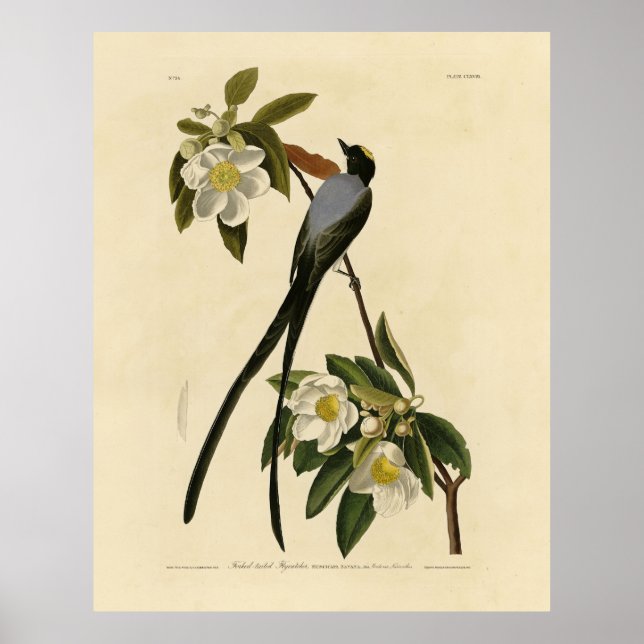 Flycatcher, Audubons Vögel von Amerika Poster (Vorne)