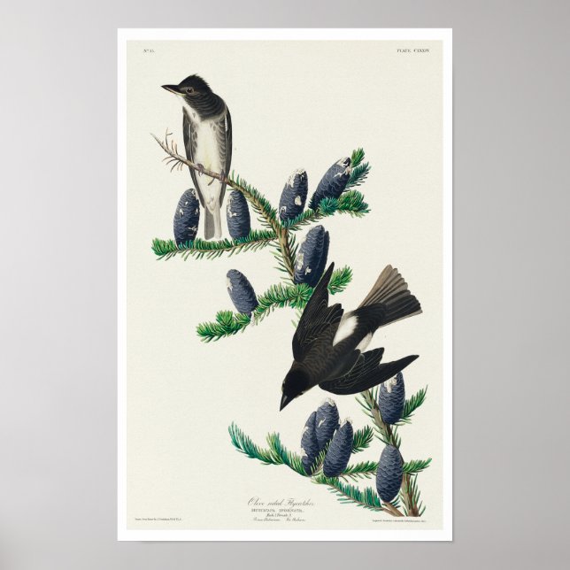 Flycatcher auf der Olivenseite von Audubon Poster (Vorne)