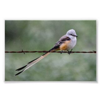 Flycatcher auf Stacheldraht Fotodruck