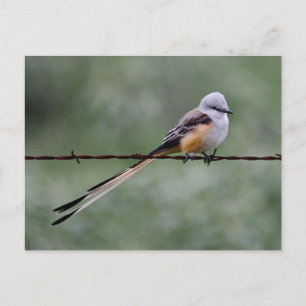 Flycatcher auf Stacheldraht Postkarte