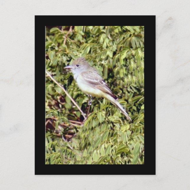 Flycatcher Bird Postcard Postkarte (Vorderseite)