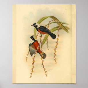 Flycatcher Black Red Bird Vintag Print Poster