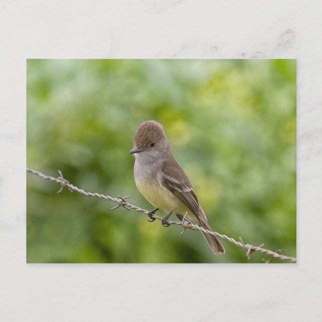 Flycatcher Postkarte (Vorderseite)