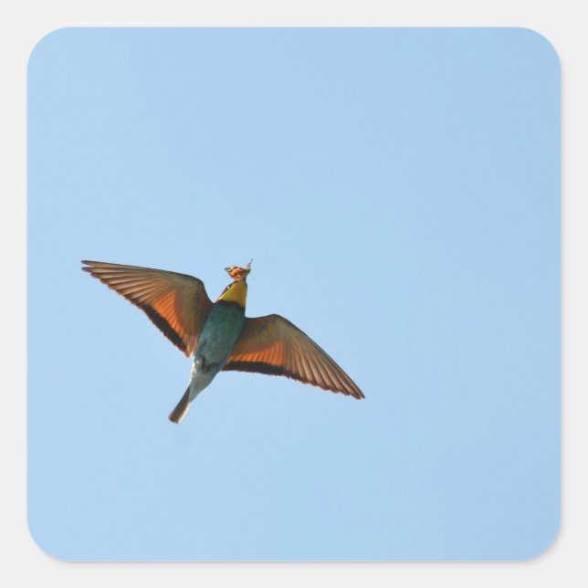 Flycatcher Quadratischer Aufkleber (Vorderseite)