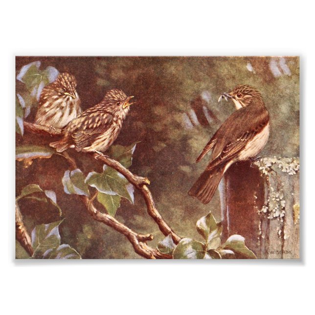 Flycatcher und Young Fotodruck (Vorne)