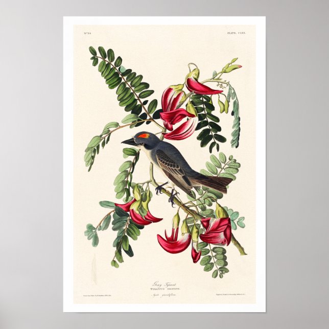 Flycatcher von Audubon Poster (Vorne)
